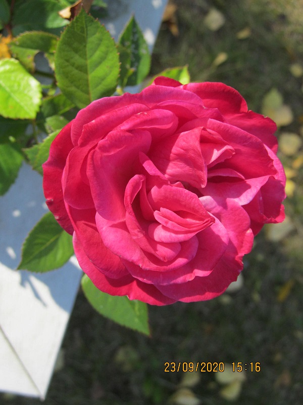 Etusivun kuva 2 isona